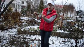 Как правильно обрезать красную и белую смородину в Триал-Спорт